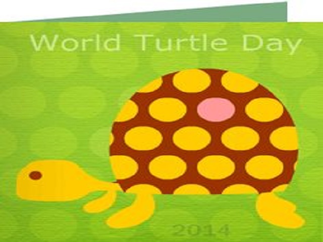 World Turtle Day Cards 3