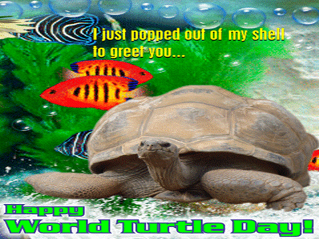 World Turtle Day Cards 5