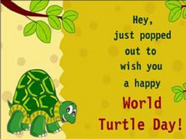 World Turtle Day Greetings
