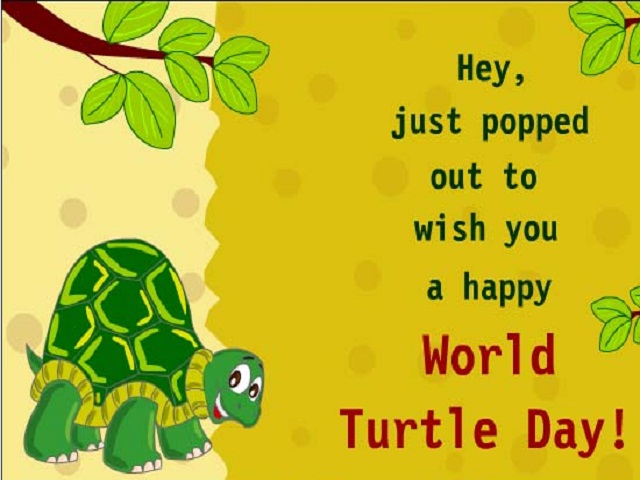 World Turtle Day Pictures 2