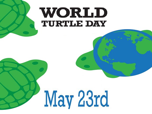 World Turtle Day Poems