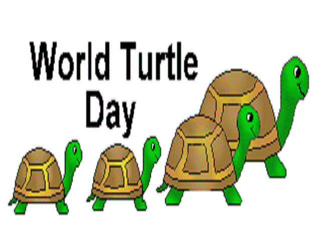 World Turtle Day Poetry