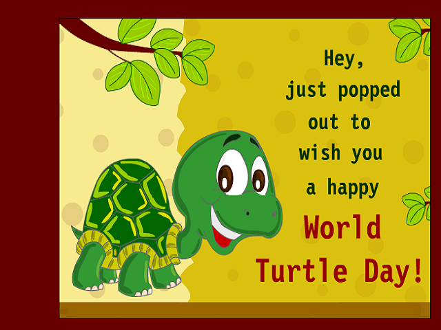 World Turtle Day Quotes